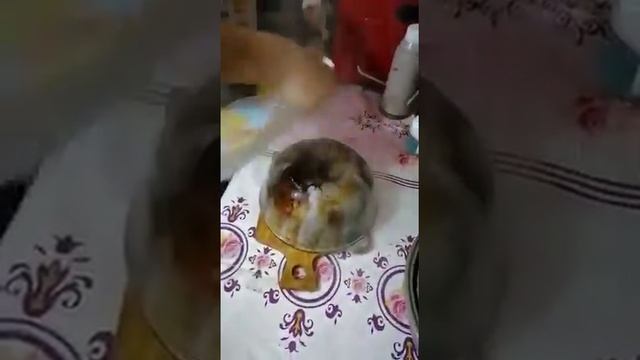 Эрсаг. Растворитель жира. смотреть онлайн