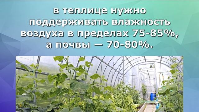 Что любят и не любят огурцы? смотреть онлайн