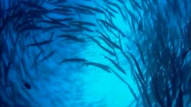 Наша планета - Наша жизнь |Our Planet - Our Life [WorldsRain Picture]