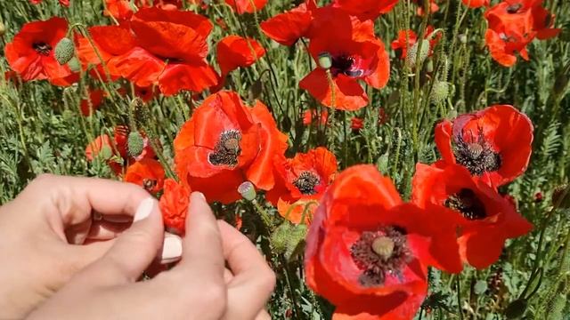 Как растет мак на поле? смотреть онлайн