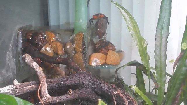 Из жизни палюдариума. Ручеёк. смотреть онлайн