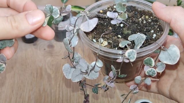 Хойи через полгода после получения самой первой посылки. Пересаживаю хойи в новый грунт. смотреть онлайн