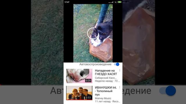 Роман Шелюков кот не любит гостей. РЕАКЦИЯ. смотреть онлайн