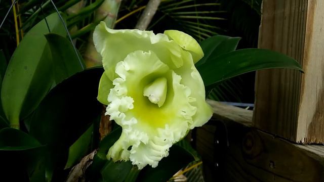 CATTLEYA (NOID) opening this morning смотреть онлайн