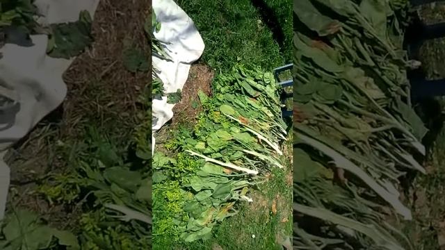 моя махра ч.2 смотреть онлайн