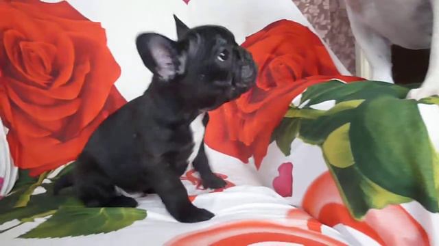 Французский бульдог. Щенок в поисках новой семьи. смотреть онлайн