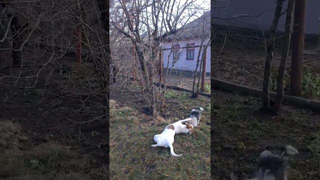 Игра собак смотреть онлайн