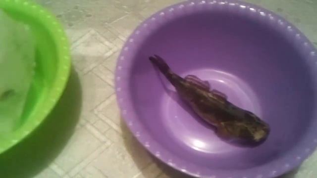 Самая сильная рыба. Что будет если заморозить рыбу во льду смотреть онлайн