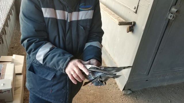 Кировоградские голуби - достояние Казахстана. смотреть онлайн