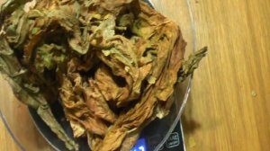 Сколько выйдет табака с куста