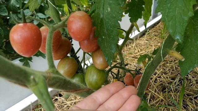 обзор ,помидорчики в теплице, Моне, сибирский и французский гроздевой прекрасно завязали . смотреть онлайн