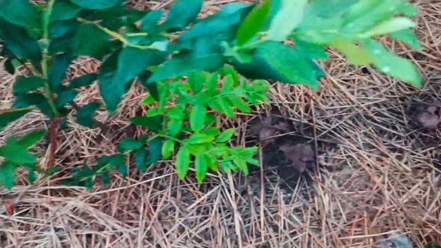 Мульча для Голубики из соломы. Что с ней или на ней такое? смотреть онлайн