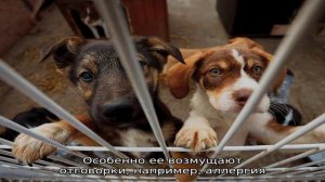 Отдать собаку в приют навсегда: куда пристроить