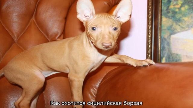 Чирнеко дель Этна (сицилийская борзая собака): описание породы смотреть онлайн