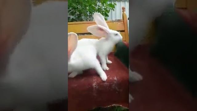 Немецкий Ризен смотреть онлайн