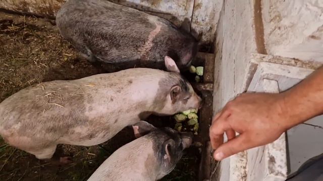 сегодня как никогда рано! смотреть онлайн