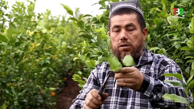 ТВС | Тавсияҳои деҳқон: Лимонпарварӣ смотреть онлайн