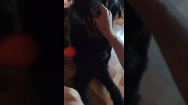 Сладкая душа Ризеншнауцера смотреть онлайн