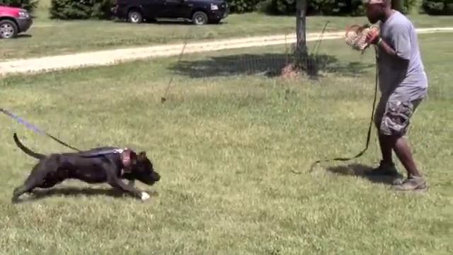 Working Am Staff Pup Cobblestone RememBear 6/9/12 Stateline Schutzhund Club, grip work смотреть онлайн
