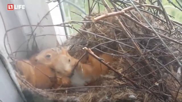 Белка с бельчатами устроила гнездо в окне смотреть онлайн