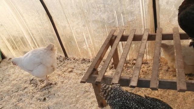 Содержание цыплят в теплице зимой.