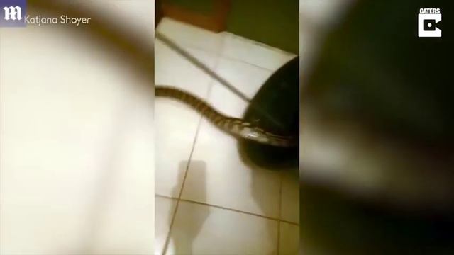 Женщина прогнала гигантского питона из своей постели и легла спать дальше смотреть онлайн
