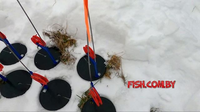 БЕЛОРУССКИЕ ЖЕРЛИЦЫ 