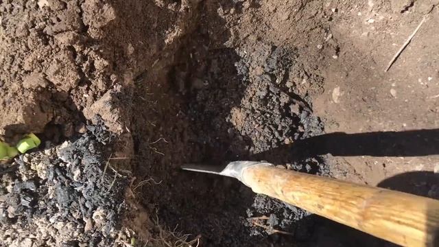 КАК ПОСАДИТЬ АБРИКОС смотреть онлайн