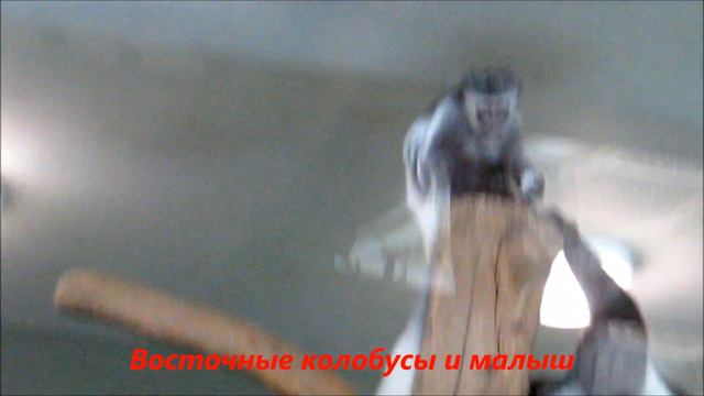 Животные в зоопарке 18.03.19 смотреть онлайн