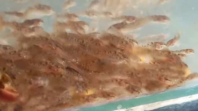 Мальки ,сомиков коридорас золотистый ,едят таблетки. смотреть онлайн