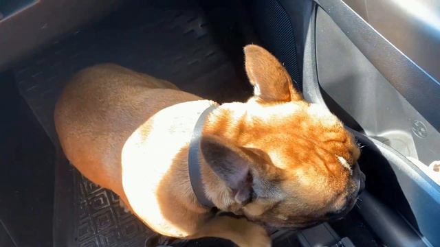 Поездки с французским бульдогом. Собака в машине – стоит ли путешествовать с питомцем смотреть онлайн