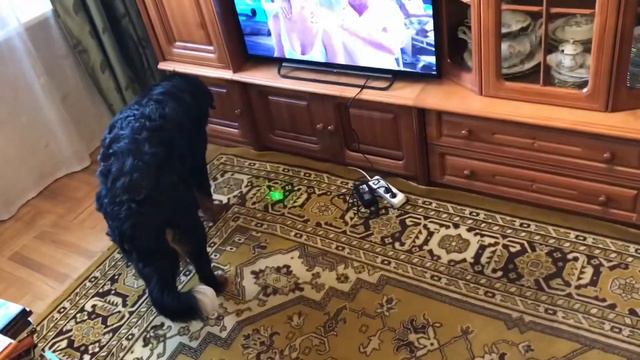 Геша и указка смотреть онлайн