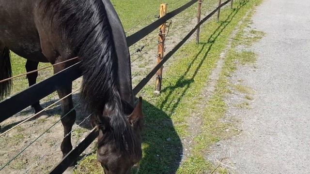 Конь оказался конихой! Но всё же ест траву. ??? смотреть онлайн