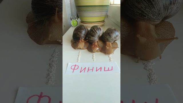Улиточные Бега каждую пятницу: улитки Куся, Пуся и Фигуся ползут до финиша...Узнай победителя!
