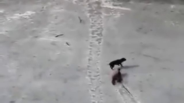 Спасти друга. смотреть онлайн
