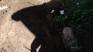 Так садить или не сажать? Кампсис укореняющийся продолжение...Как уничтожить кампсис