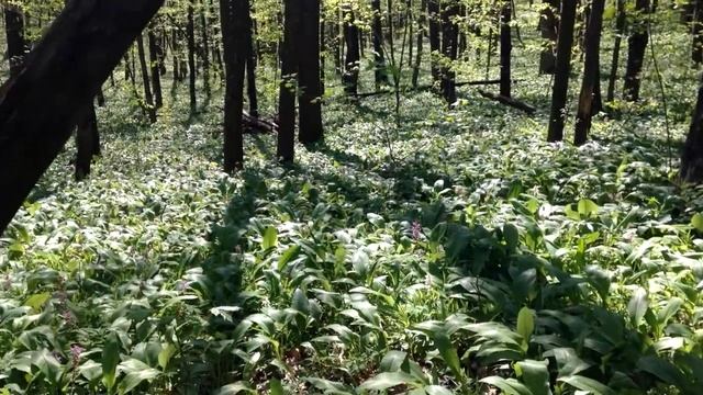 Черемша или медвежий лук. смотреть онлайн