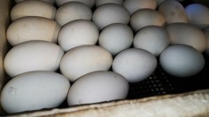 Гусята наклюнулись в инкубаторе что делать