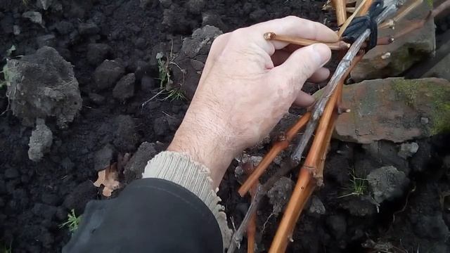 ВИНОГРАДНИК ТУЛА.ЛОЗА ВЫЗРЕЛА .ОБЗОР ПОСЛЕ ЗАМОРОЗКОВ ДО 8 ГРАДУСОВ , 02.11.2019 г. смотреть онлайн