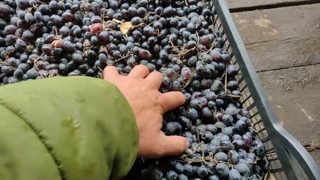 Виноград для вина кишмиш чёрный очень сладкий сахар порядка 26%, можно купить в Санкт-Петербурге смотреть онлайн