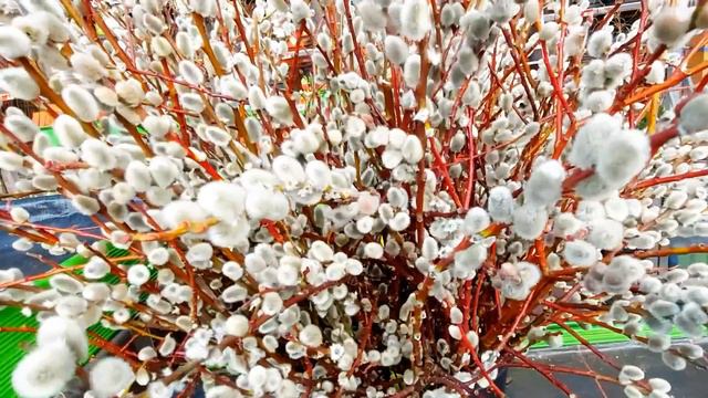 Простой влог...