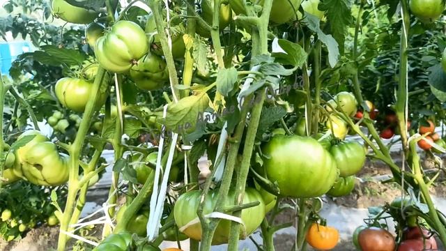 Лучший крупноплодный сорт томата в открытом грунте смотреть онлайн