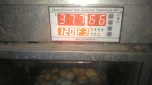 Контроллер ХМ18 для инкубатора . Автоматический блок управления инкубатором КФ-1 настройка.8.03.202