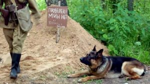 Собачья жизнь !.