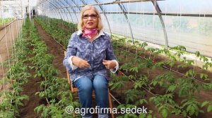 ДЕТЕРМИНАНТНЫЕ И ИНДЕТЕРМИНАНТНЫЕ ТОМАТЫ. В ЧЕМ РАЗНИЦА? ОТВЕЧАЕТ ОКТЯБРИНА ГАНИЧКИНА