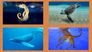 Карточки Домана Часть 6 Мир воды!