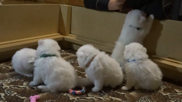 Японский Шпиц питомника Доник Стайл, знакомство с щенками помёта "Б2" смотреть онлайн