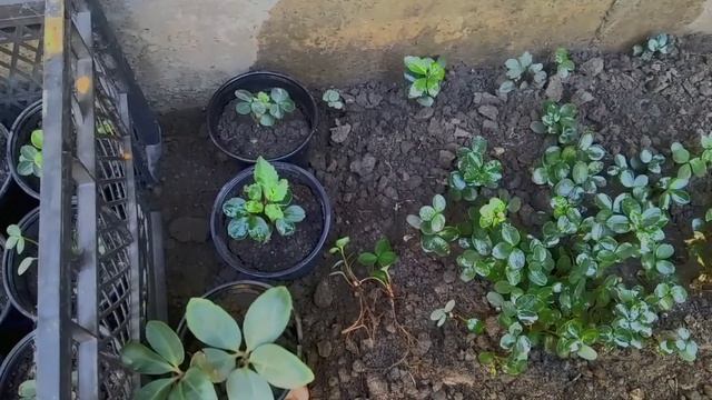 Цветёт морозник чёрный!!! смотреть онлайн