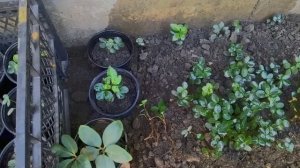 Цветёт морозник чёрный!!!