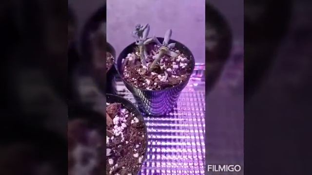 Topsy Turvy pups - Soil Experiment - Final Update смотреть онлайн